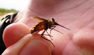 نتيجة لتفسخ الجثث، حشرات غريبة وضخمة في دمشق 1 04 06 13 492731731