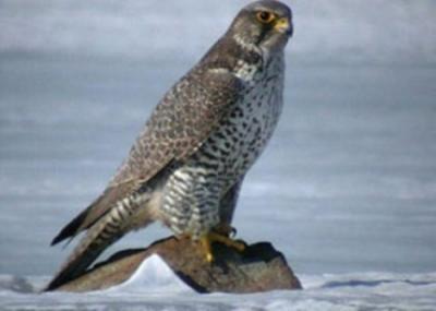 إحباط محاولة تهريب طيور يمنية نادرة إلى خارج البلاد 1 05 07 13 544789900