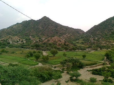 اهالي الصبيحة في لحج يناشدون السلطات المعنية توفير بريد في منطقتهم 1 06 01 13 965018050