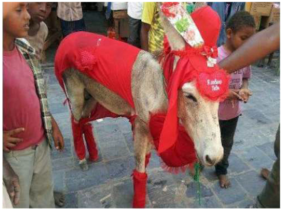 في الحديدة عيد حب للحمير 1 09 03 13 465491213