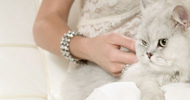 نزلاء سجن روسى يستخدمون قطة فى تهريب المخدرات 1 09 08 12 737175895