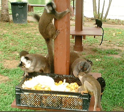 قرد.. في السروال الداخلي لمسافر 1 11 09 12 920732283