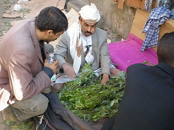 منظمة مدنية تحذر من تعاطي "القات" خلال رمضان 1 12 11 12 700959324