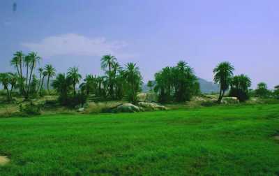 وزارة الزراعة : الحديدة تنتج 40 % من احتياجات اليمن الغذائية 1 13 05 13 924461398