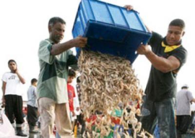 المخزون السمكي بمنطقة باب المندب في "وضع حرج " 1 13 06 13 46385027