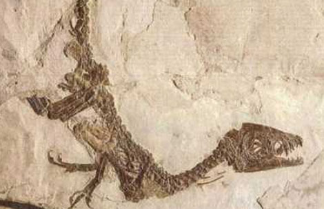 ذمار ..اكتشاف أحفور لديناصور في اليمن 1 20 05 13 795009804