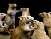 نوع أفريقى من الفئران ربما يحمل علاجا للسرطان 1 20 06 13 468099860