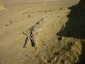 اكتشاف هيكل عظمي لكائن يشتبه في أنه ديناصور في اليمن 1 21 05 13 851683583