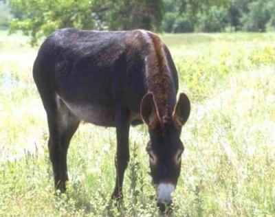 حمار يقطع الكهرباء عن مدينة يريم 1 28 04 13 854609422