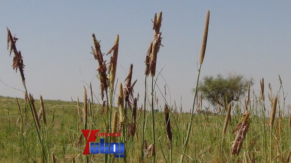 مزارع مديرية عبس بحجة