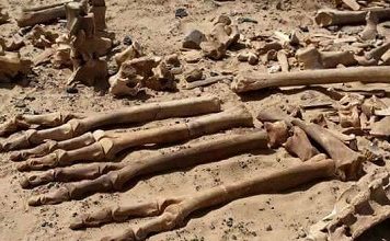 هيكل عظمي ليناصور