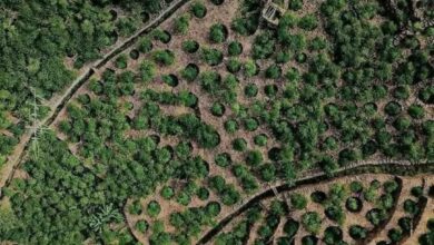 مزرعة بن في ريمة