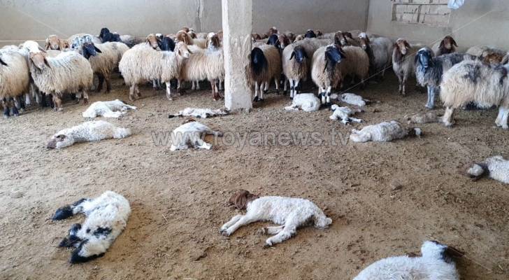 نفوق الحيوانات