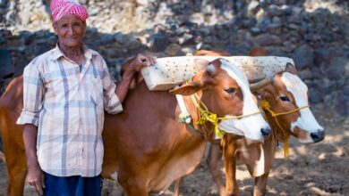 الضمد والرعوي