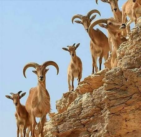 منع صيد الوعول مؤقتاً في حضرموت 1 30