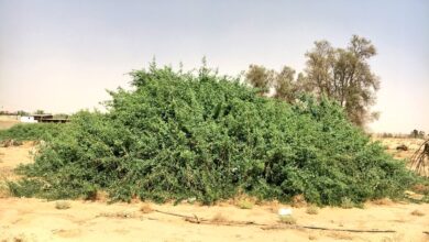 a98a2c47 b988 435d 9e39 8b81a8e7c109