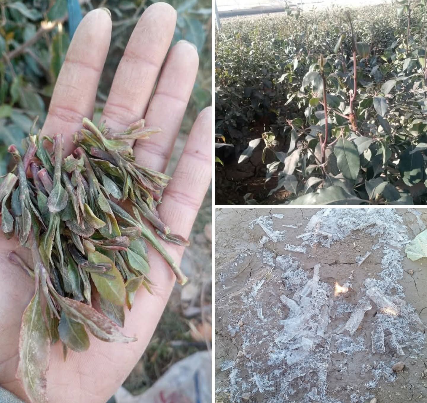 "صور".. صقيع يضرب أجزاء من المرتفعات ويلحق أضرارًا بالمحاصيل الزراعية 3 00002