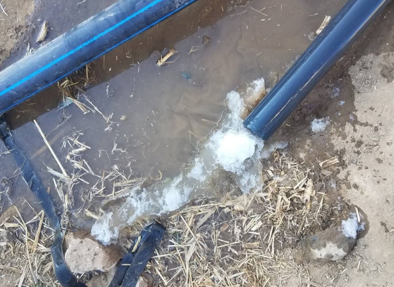 "صور".. صقيع يضرب أجزاء من المرتفعات ويلحق أضرارًا بالمحاصيل الزراعية 2 00004