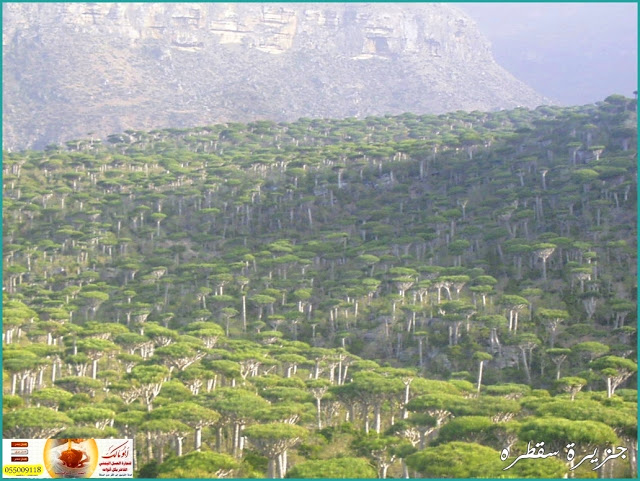 وزارة النقل تعلن استكمال اجلاء السياح من جزيرة سقطرى 1 89654123